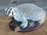 Full Body Mount Badger Show Quality Piece Huge Claws Modern Light Weight Base