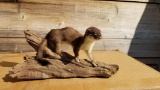 Brand new brown weasel or ermine. 5 inches tall and 10 inches wide