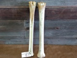 2 Giraffe Leg Bones About 27