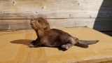 Baby brand new baby beaver. This little guy is about 8.5