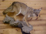 Brand New Full Body Mount Coyote This is a beautiful