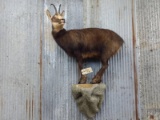 Full Body Mount Chamois On Light Weight Artificial Rock Hanging Base