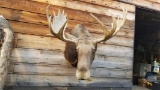 Shoulder mount Moose with removable antlers for easy transport .