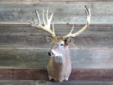 Shoulder Mount Whitetail 14 Points With Palmation 29