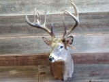 Shoulder Mount Whitetail Main Frame 4x5 With Gnarly Extras