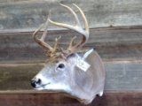 Shoulder Mount Whitetail Sneak Pose Short Hair Cape Nice Clean Mount