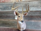 Shoulder Mount Whitetail 6x5 In Velvet Nice Shot Hair Cape