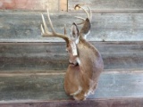 Shoulder Mount Whitetail Grooming Pose Nice Clean Mount