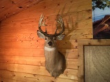 11 Point Shoulder Mount Whitetail