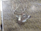 Shoulder Mount Whitetail Right Turn Pose Licking His Nose Neat Mount