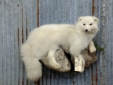 Full Body Mount Arctic Fox On Artificial Rock Hanging Base