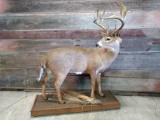 Full Body Mount Whitetail Buck Antlers Have Been Repaired