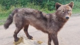 Full Body Mount Black Wolf On Driftwood Base