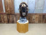 Musk Ox Cutaway Pedestal Mount THICK Shaggy Fur With Finished Back