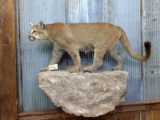 Full Body Mount Mountain Lion On Artificial Rock Hanging Base Nice Cat