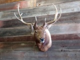 Shoulder Mount Elk 5x5 With Freak Droptine