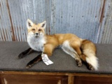 Full Body Mount Red Fox Laying Pose New Mount