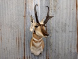 Pronghorn Antelope Shoulder Mount Big Horns Nice Color