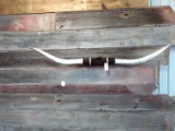 Mounted Texas Longhorn Horns 88