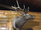6x5 Bugling Elk Shoulder Mount 44” deep 52” high by 45” Wide