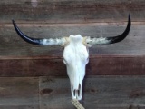 Texas Longhorn Skull Professionally Cleaned Whitened