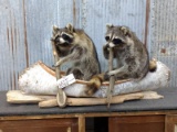 2 Full Body Mount Raccoons In A Birch Bark Canoe New Mount