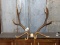 Nice 6x6 Elk Rack On Skull Plate Great Color Total Weight about 23lbs