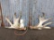 Heavy Palmated Whitetail Sheds Main Frame 5x5