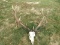7x7 Big Red Stag Antlers On Skull With Double Drop Tines