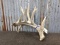 Heavy Whitetail Shed With Double Row Tines & Drop Tine Self Standing