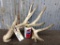 Main Frame 5 Point Whitetail Shed With Lots Of Extras