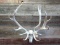 BIG Heavy Red Stag Antlers On Skull Double Main Beam Good Hard Antler