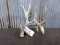 Main Frame 4 Point Whitetail Shed With Droptines Self Standing