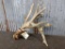 Heavy Non Typical Whitetail Shed With Extras