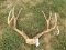 5x5 Mule Deer Rack On Skull Plate 25