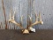Main Frame 4 x 4 Whitetail Rack On Skull Plate 160 class With