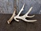 Main Frame 4 Point Whitetail Shed Gross 82