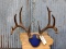 Typical 5x5 Whitetail Rack On Plaque With Flyers Color Added