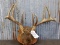 4x5 Whitetail Rack On Plaque With Forked Brow Tine