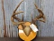 4x4 Whitetail Rack On Plaque