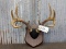 4x4 Whitetail Rack On Plaque With 1943 Hunting Tag