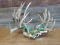 5 Mule Deer Racks On Skull Plate