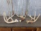 Group Of 3 Whitetail Sheds One Canadian
