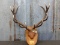  6x6 Red Stag Antlers On Plaque Great Color Ivory Tips