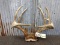 Wild Iowa 4x4 Whitetail Rack On Skull Plate 159 7/8