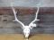 Fallow Deer Antlers On Skull overall dimensions 30