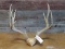 5x5 Mule Deer Rack Skull Plate Is Loose