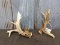 HEAVY Palmated Whitetail Sheds Great Natural Color Big Bases