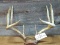 Nice 8 Point Whitetail Rack Tall Tines