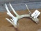 8 Point Whitetail Shed Double Row Tines